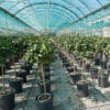 Irritec iCircle™ patentierter Bewässerungsring Tropfbewässerung für Topfpflanzen